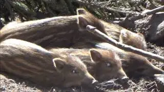 🌹ВЛОГ Поездка в Вильдпарк Хардегзен Германия Wildpark Hardegsen Germany/Deutschland