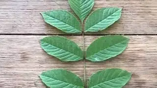 woodland trust tree identification app