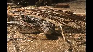 Puff adder (Bitis arietans) having a drink