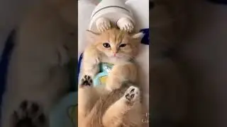Cute Cat Head Massage,,Vedikai Animal Video # Shorts