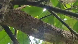 Mossy leaf tailed gecko (Uroplatus sikorae) of Madagascar.