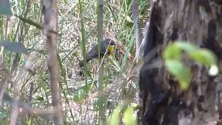 Eastern Yellow Robin 2011/08/14(3)