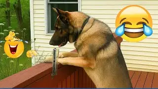 New Funny Animals 😸 Funniest Cats and Dogs 2026 🤣 🐼 #funnydogs #funnycats #animals