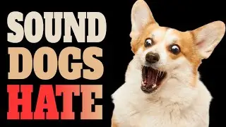 Sound Only Dogs Can Hear and Hate