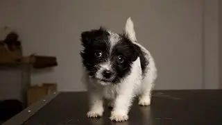 Dog dumped in a bin