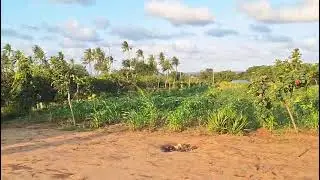 Malindi 