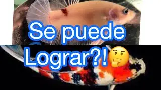 como hacer una linea koi en pecs betta ( genetica celofan)