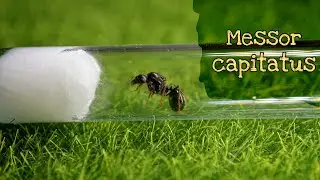 Обзор муравьев Messor capitatus // AntKeeper