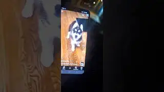 silly pug picks a fight with little husky puppy