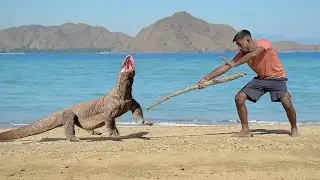 Comodo dragon attack | a wild animal attack and Comodo dragon story