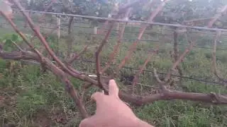 Poda uva Vitória Galhos, Costela e Gema.