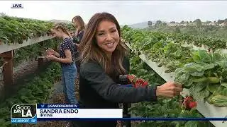 MaxLove Project on Fox 11 Good Day LA with Sandra Endo and the La Loggia Family