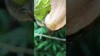 Veronicella pancake slug 🇧🇷 Brazil