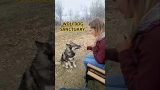 🐺❤️ Did you know you can feed and pet wolfdogs just outside of Calgary? Visit @yamnuskawdsanct!