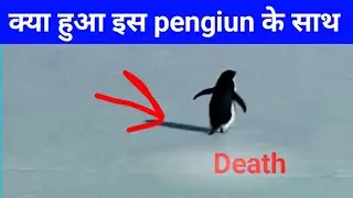😮Penguin video why viral 