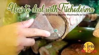 How to deal with Trichoderma when farming Shiitake Mushrooms on logs