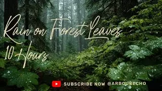 Gentle Rain on Forest Leaves 10 Hours | Relaxing Nature Sounds for Sleep, Focus & Calm