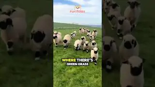 Happy Little Lambs #funnyvideo #shortvideo #youtubeshorts #cuteanimals #funfolks