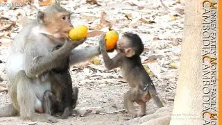 Monkey Elsa doesn't give mango to baby monkey Ellen makes her go to request Angel instead