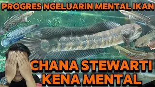 CHANA ASIATICA VS CHANA BABY STEWARTI ❗ 10 IKAN GUA LANGSUNG FLERING,OMG😱