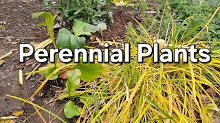 Hostas Perennial Plants 
