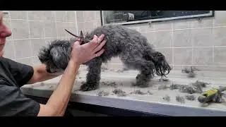 Difficult Doggie Groom & Paw it Forward recipient #8 , Senior Toy Poodle, #5 and #3 3/4 blades