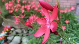Как мы выращиваем Schizostylis (Hesperantha) в тени в Великобритании