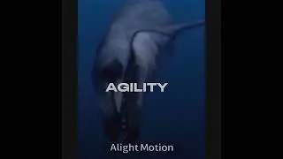 Megalodon VS Basilosaurus