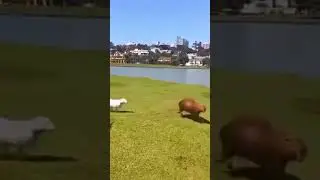 #capybara #animals #edit #cute #funny #animal