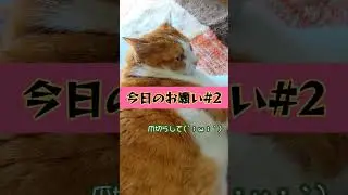 【ねことおしゃべり】拒否権　#猫動画 #保護猫 #liquidcat #ぽっちゃり猫 #猫は液体