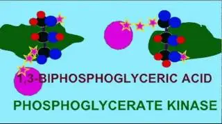 PL1: ALL LIFE: SHARED GENETIC SIMIARITIES