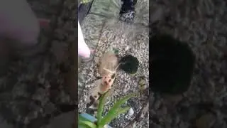 сом Кларик. Ест с руки
