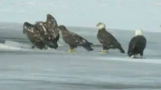 Eagles on Ice from Birdfreak.com