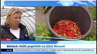 Sklizeň CHILLI papriček ve World Of ChiLLi v Ladné - reportáž pro ČT