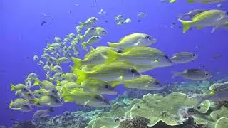 Palau Underwater - A Musical Montage
