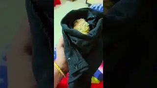 দুই দিন রেখে গিয়েছি এখন এসে দেখি অসুস্থ #shortsfeed #bird #birdsong #parrot #talkingparot #trending