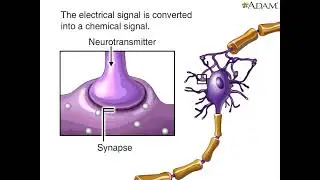 Normal and abnormal Nerve Conduction Explained &ndash; Dr. Pothireddy Surendranath Reddy