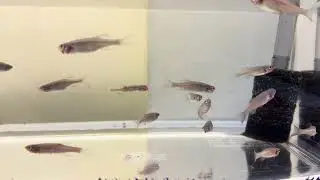 251010-2-示範缸一魚立鱗