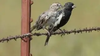 Lark Bunting, (Calamospiza melanocorys)