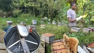 Bee farming in jamaica,  a closer look.