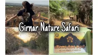 Unique Experience in GIRNAR NATURE SAFARI #junglesafari #lion #lionsafari