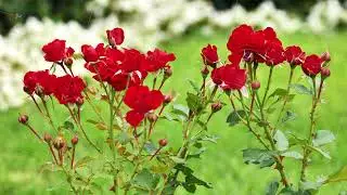 Red roses blooming in a green garden