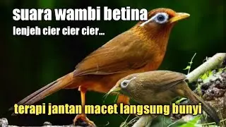 wambi betina gacor lenjeh,cocok untuk pancingan jantan langsung bunyi #wambigacor #wambibetina