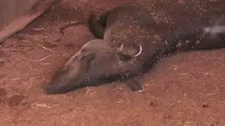 08/08/22 NIF transporta anta atropelada para abrigo; animal n&atilde;o conseguia se alimentar