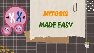 AS Biology: All you need to know about mitosis in 9 minutes.
