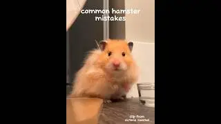 common hamster mistakes #pets #hamstersafety #fyp