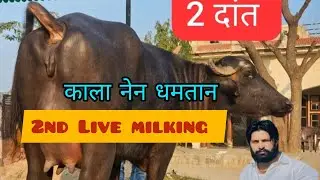 🔴Live milking kala nain dhamtaan 1st taimar 2दातं 2 milking roonak jhoti 