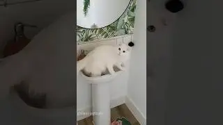 Guilty cat😂😂😂#cat#catlover#catvideos #funnycat#fyp