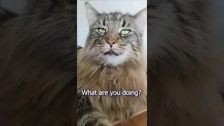 Roy answered my questions! #norwegianforestcat #royandmoss