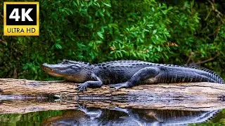 ALLIGATOR 4K HDR - Prehistoric Predators of the Everglades | Cinematic Nature Display